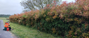 Photo de galerie - Taille de haies et d'arbustes