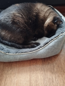 Photo de galerie - Garde chat