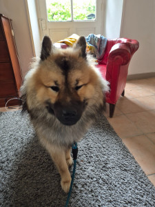 Photo de galerie - Vuitton à la cérémonie de mariage de ses maîtres ( gardé sur place toute la journée)