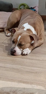 Photo de galerie - Garde chien 