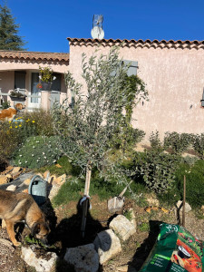Photo de galerie - Plantage d’un olivier et nettoyer le petit jardin