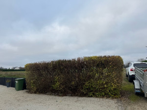 Photo de galerie - TAILLE DE HAIES MIXTE 