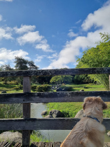 Photo de galerie - Garde chien