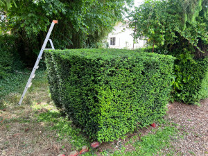 Photo de galerie - Taille de haies