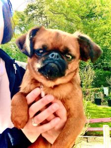 Photo de galerie - Garde chiens