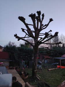 Photo de galerie - Elagage et coupe d'arbres