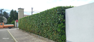 Photo de galerie - Taille de Haies 3