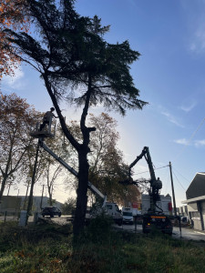 Photo de galerie - Élagage avec Camion Nacelle,, camions-bennes avec grappin pour évacuation