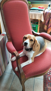 Photo de galerie - Bonjour 
je suis en retraite et je garde des chiens.
j'habite une maison avec un grand jardin et je les promène deux fois par jour.
Ils sont traités avec bienveillance et affection.
cordialement 