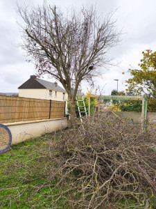 Photo de galerie - élagage 