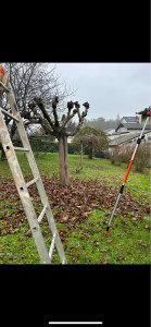 Photo de galerie - Elagage et coupe d'arbres