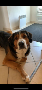 Photo de galerie - Paco, bouvier bernois x bouvier appenzell