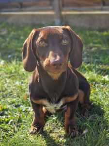 Photo de galerie - Valko, teckel d'1 an très joueur et fan de léchouilles.