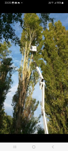Photo de galerie - Elagage et coupe d'arbres