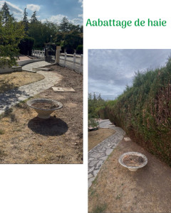 Photo de galerie - Abattage de haie de thuyas
