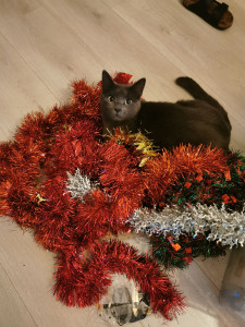 Photo de galerie - Pleins d activités sympas!! 