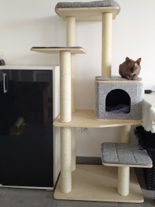 Photo de galerie - Garde chat