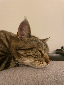 Photo de galerie - Garde chat