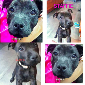 Photo de galerie - Garde chien