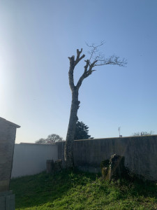 Photo de galerie - Elagage et coupe d'arbres