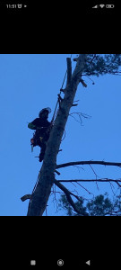 Photo de galerie - Abattage Draguignan 