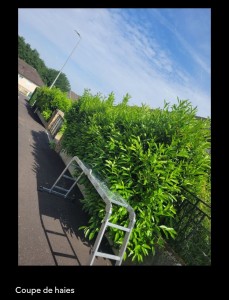 Photo de galerie - Elagage et coupe d'arbres