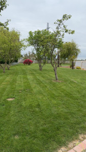 Photo de galerie - Tonte de pelouse - Débroussaillage