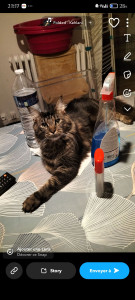 Photo de galerie - Talurevna 