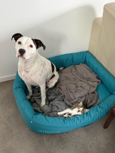 Photo de galerie - Garde d’animaux à votre domicile 