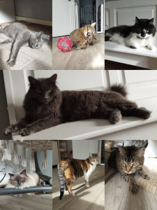Photo de galerie - Mes bébés ?