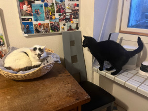 Photo de galerie - La garde de Zazu et Arya!