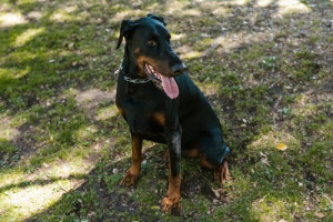 Photo de galerie - Garde d'animaux