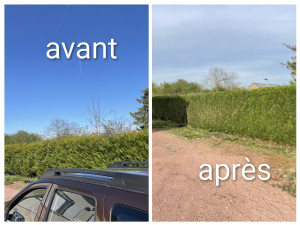 Photo de galerie - Taille de thuyas 