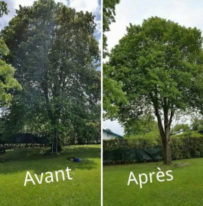 Photo de galerie - Leger elagage d'arbres pour lui donner une un ptie rafraîchissement et qu'il et une jolie forme.