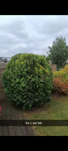 Photo de galerie - Taille de haie plus décente un peu de haute