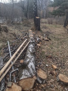 Photo de galerie - Elagage et coupe d'arbres