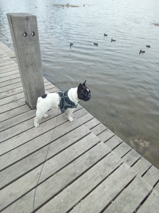 Photo de galerie - Garde chien