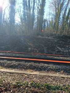 Photo de galerie - Elagage et coupe d'arbres