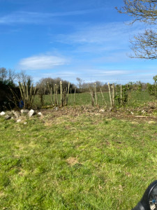 Photo de galerie - Elagage et coupe d'arbres