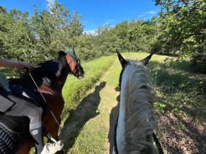 Photo de galerie - Je peux venir faire vos boxes, sortir vos chevaux, et les nourrir