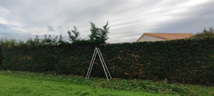 Photo de galerie - Taille haie de thuya 