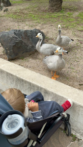 Photo de galerie - Sortie au parc Phoenix 