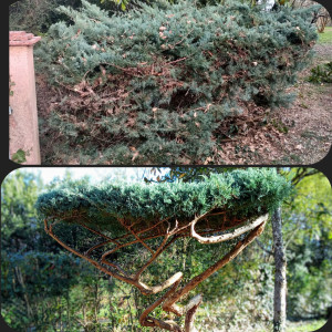 Photo de galerie - Chaque arbre a un potentiel, mon métier c'est de le révéler. 