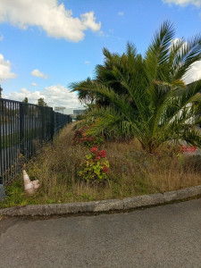 Photo de galerie - Taille de haies et d'arbustes