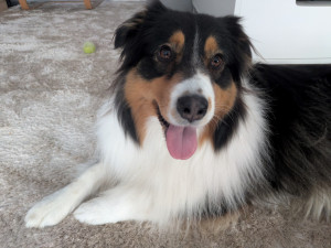 Photo de galerie - Garde Chien