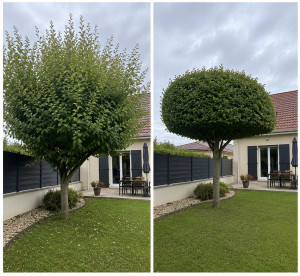 Photo de galerie - Arbre taillé 
Merci pour la confiance 