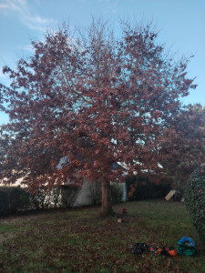 Photo de galerie - Elagage et coupe d'arbres