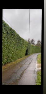 Photo de galerie -  Haie fesant office d'entrer du domaine d'un de mais client.