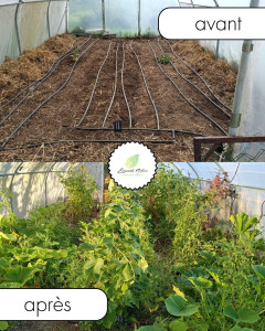 Photo de galerie - Transformation d’une serre, a locoal mendon, avec mise en place d’un espace dédié à la production intensive de légumes