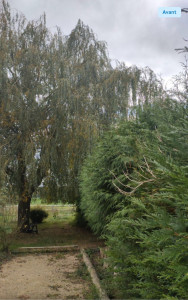 Photo de galerie - Elagage et coupe d'arbres